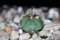 Echinocactus horizonthalonius Jabo 32